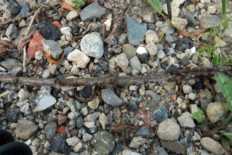 Cytospora curvata 1 - IMG_4206